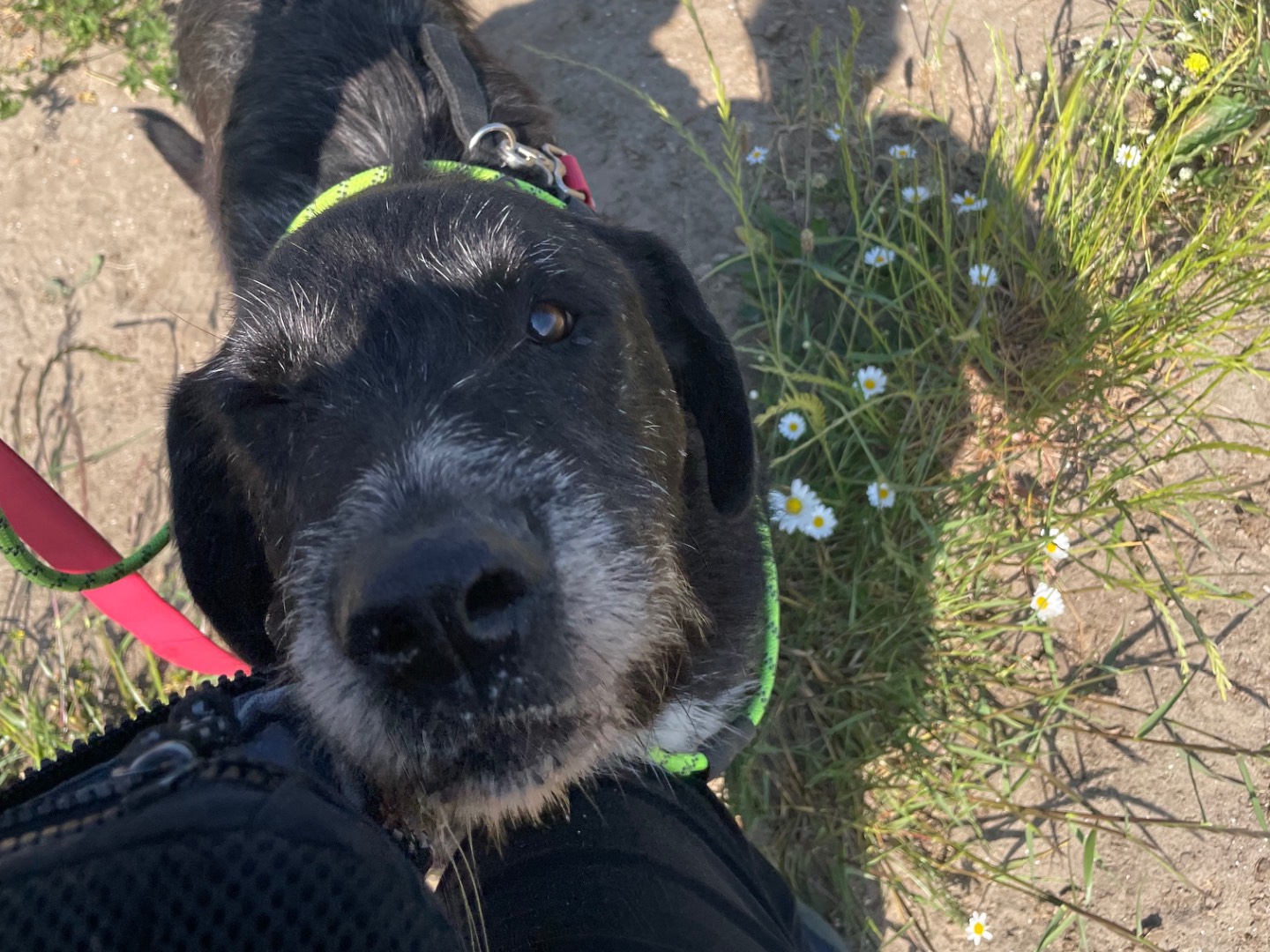 Vuoi adottare un cane a Caserta?