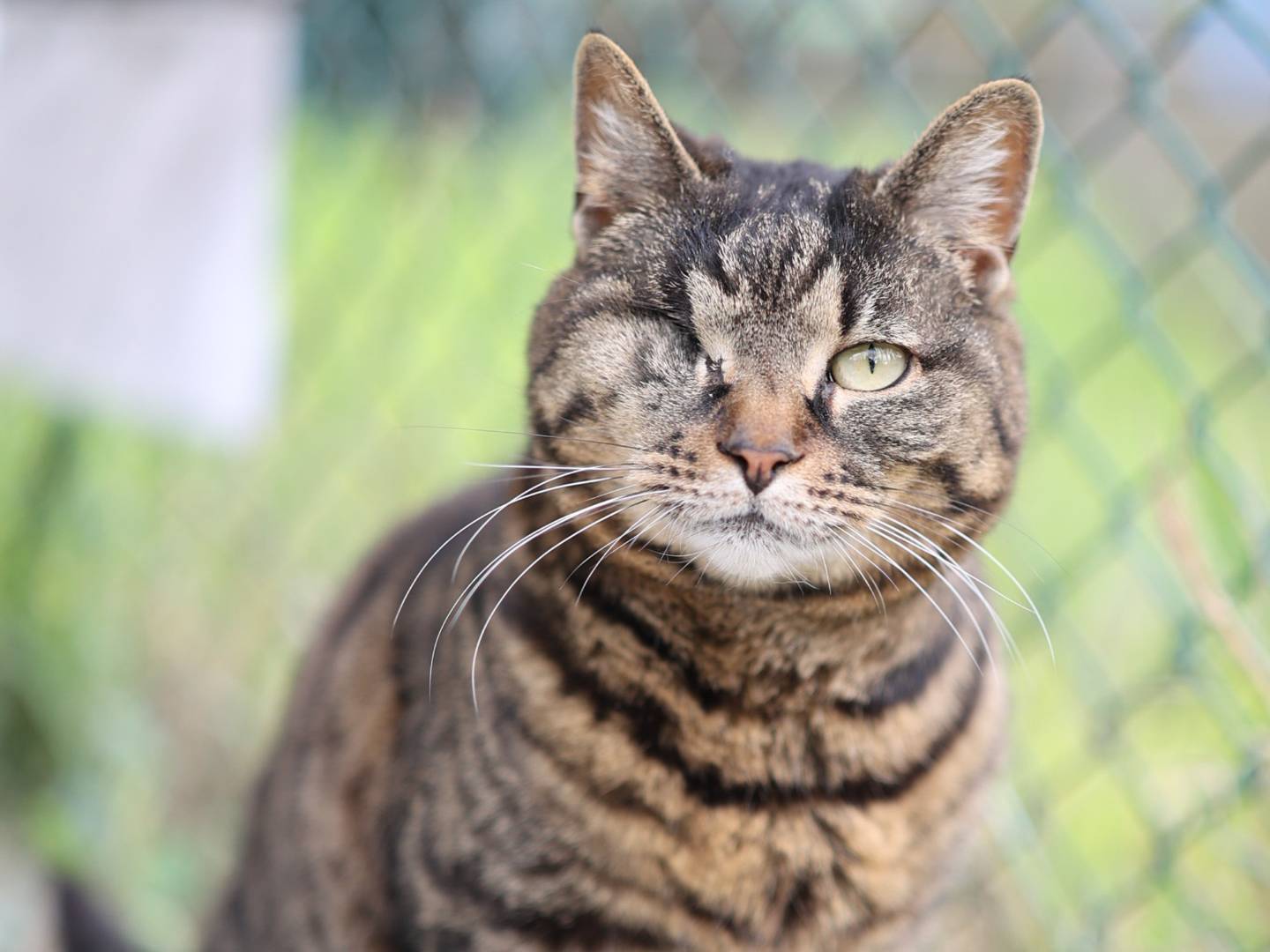 Adozione gatto, femmina, Razza sconosciuta Razza sconosciuta, 9 anni e 7 mesi, taglia non valida, Bologna