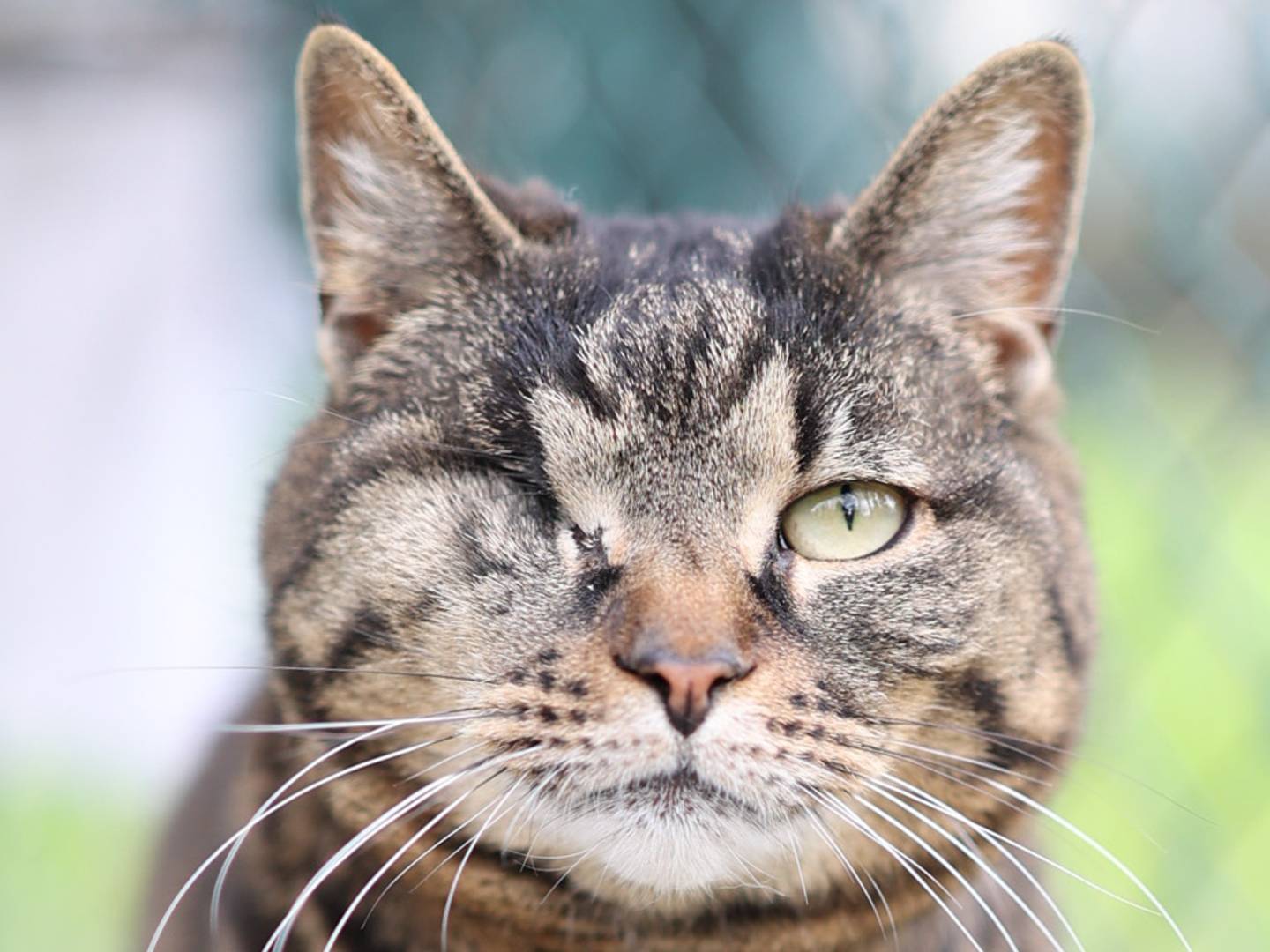 Adotta un gatto, femmina, 9 anni e 7 mesi, Bologna