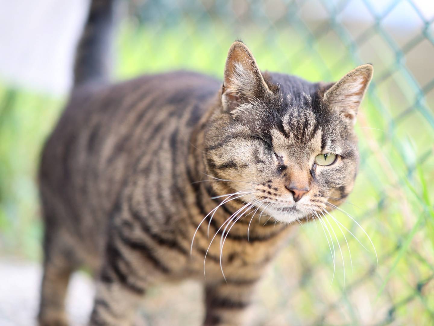 Adotta un gatto, taglia non valida, femmina, Bologna