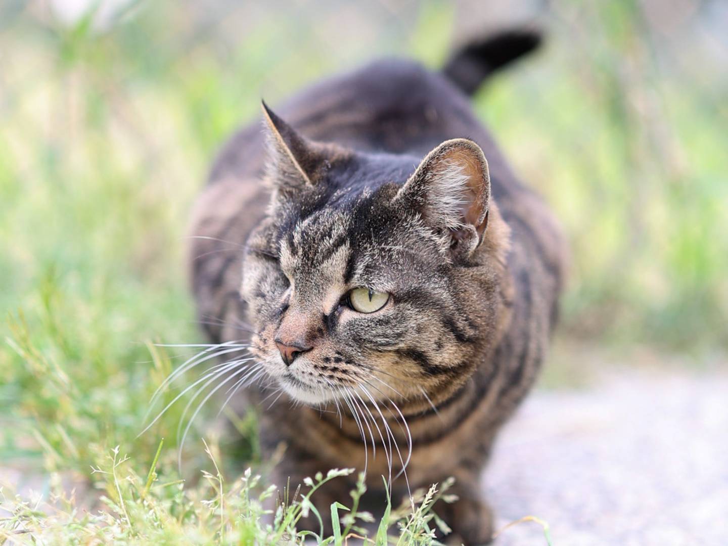 Vuoi adottare un gatto a Bologna?
