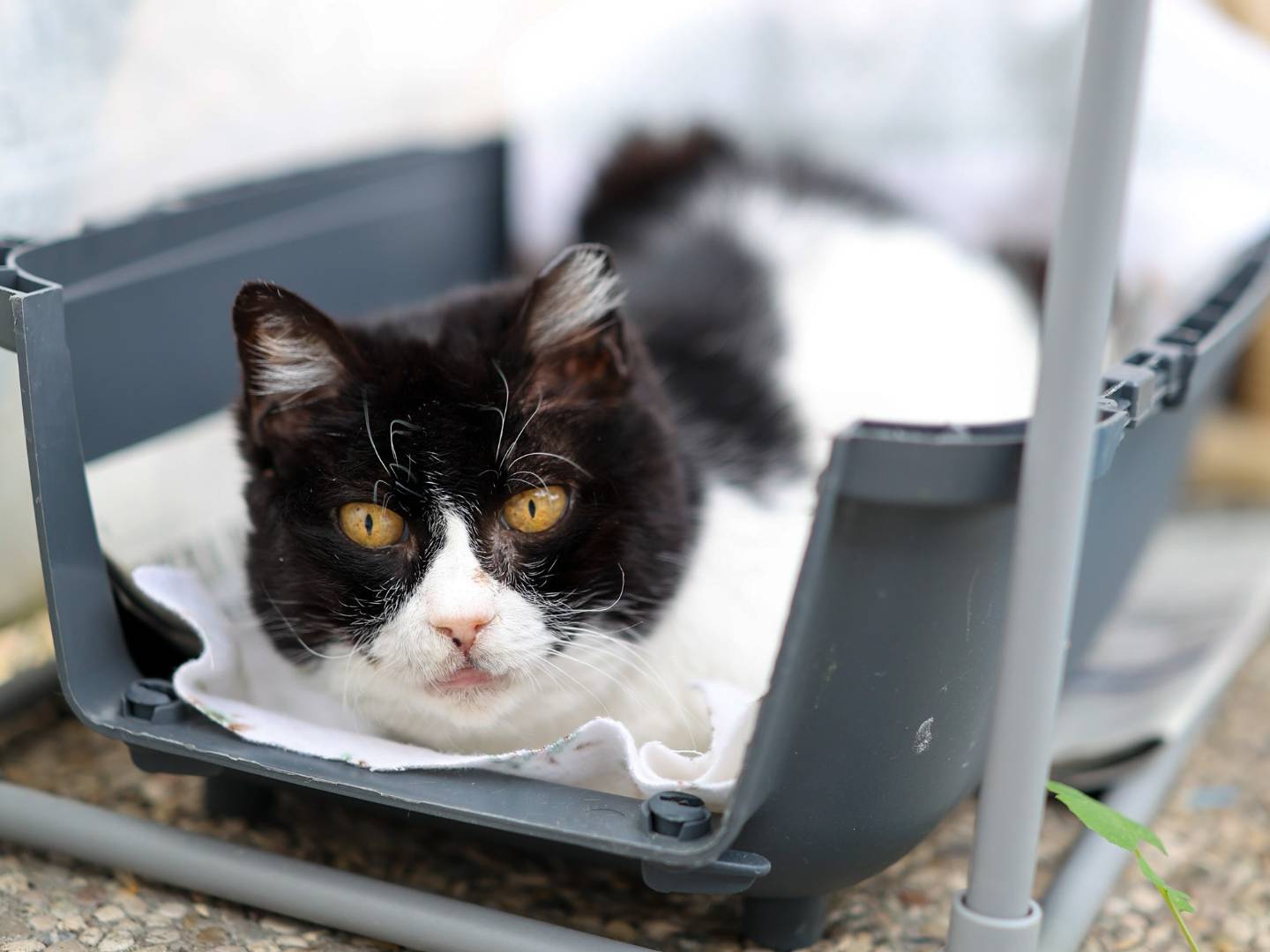 Adotta il gatto Vania a Bologna