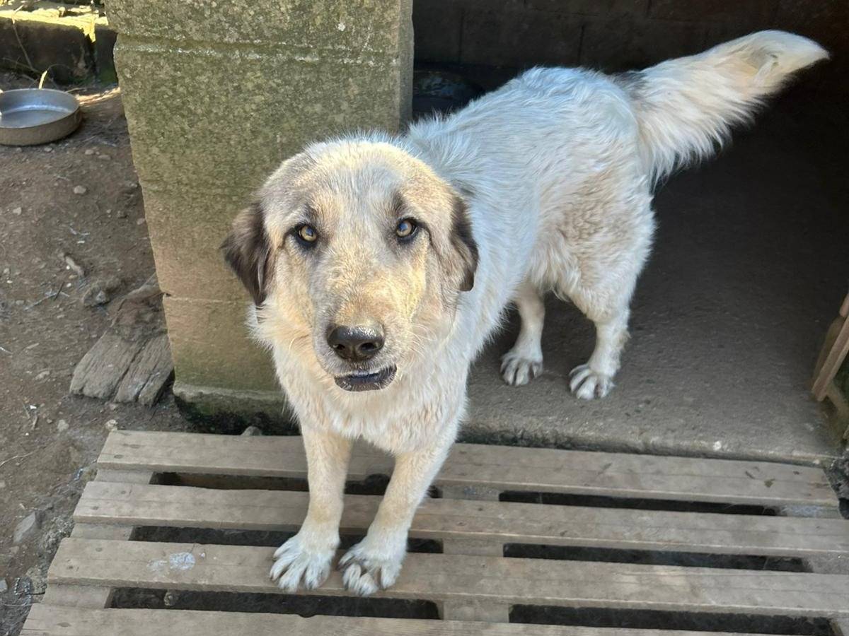 Adotta il cane Gracy a Catanzaro