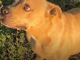 Adozione cane, maschio, Razza sconosciuta Razza sconosciuta, 2 anni e 1 mese, taglia piccola, Reggio