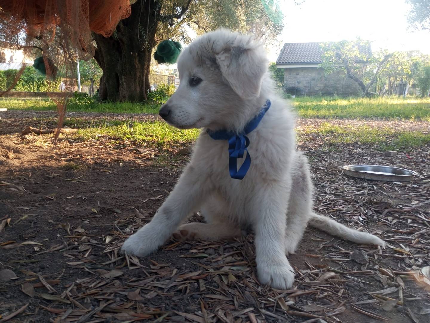 Vuoi adottare un cane a Avellino?