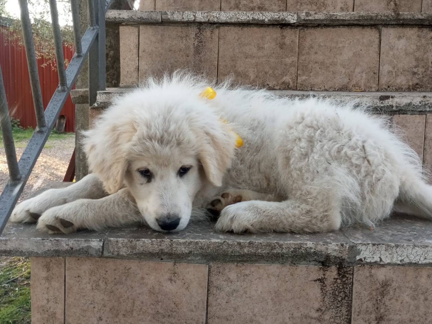 Vuoi adottare un cane a Avellino?