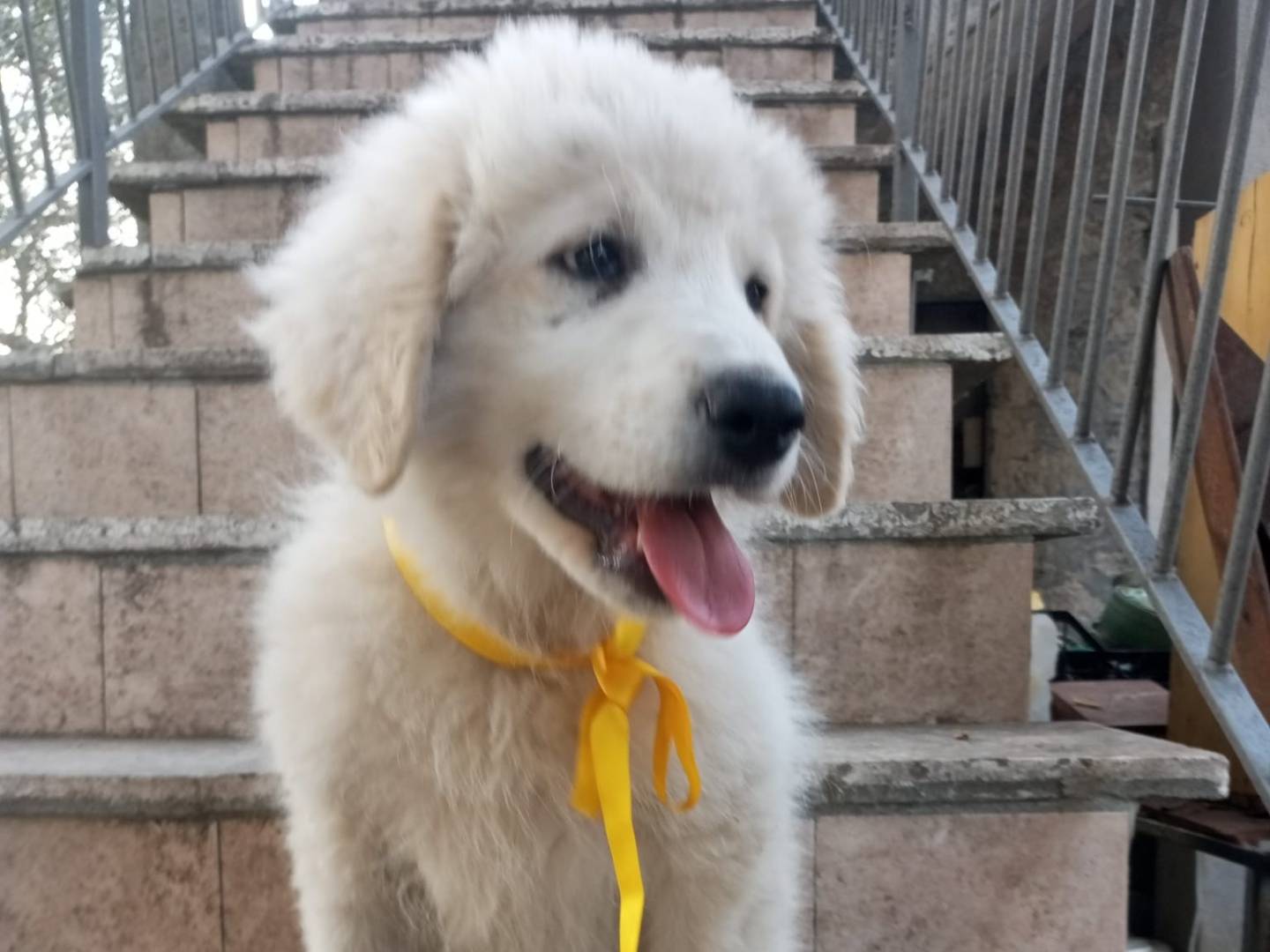 Adotta il cane MILO a Avellino