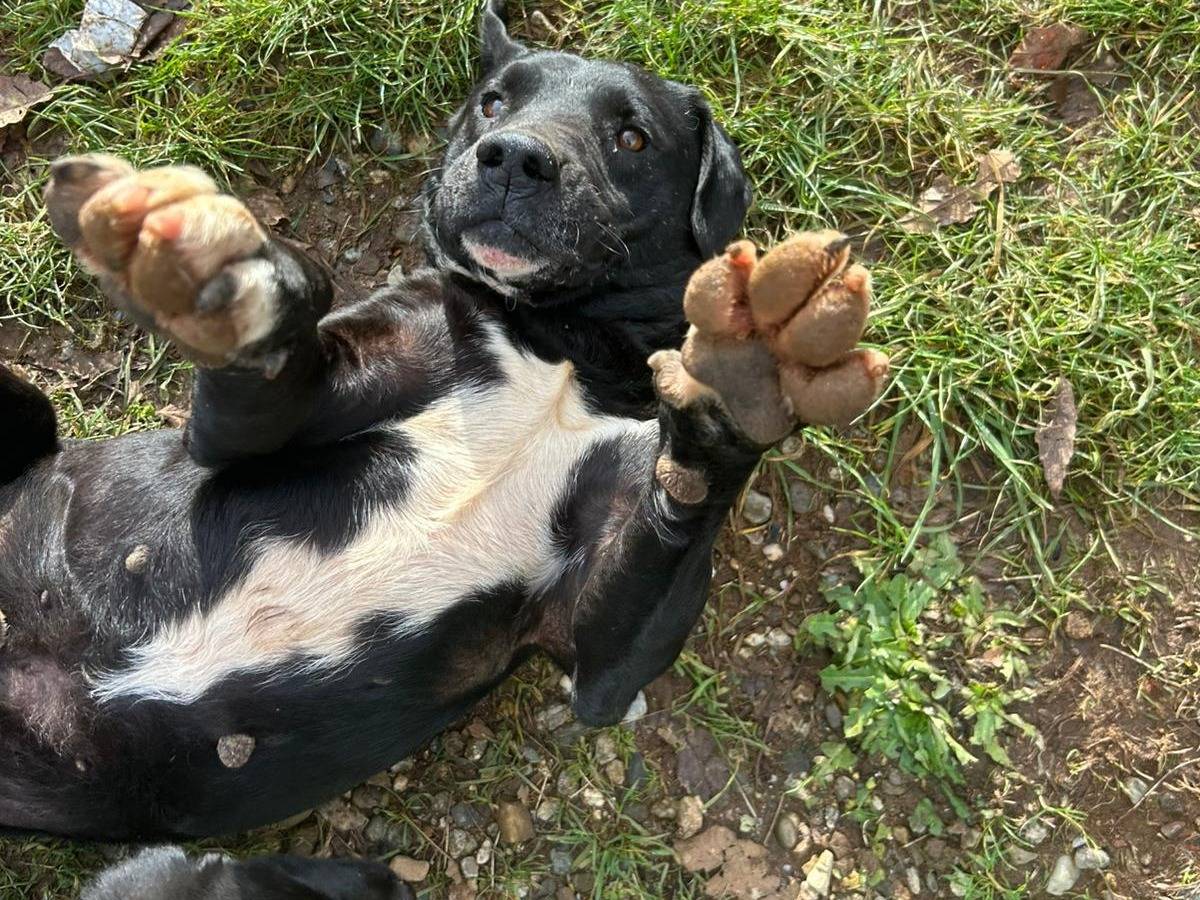Vuoi adottare un cane a Catanzaro?