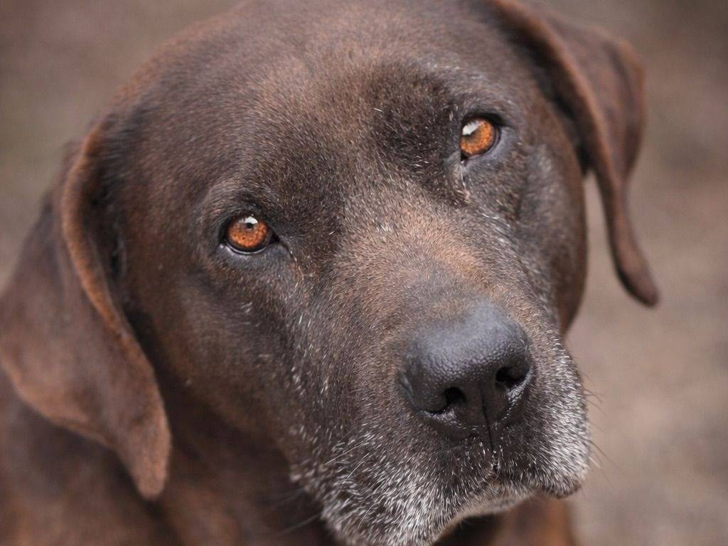 Adozione cane, maschio, Pitbull Razza sconosciuta, 9 anni e 6 mesi, taglia gigante, Crotone