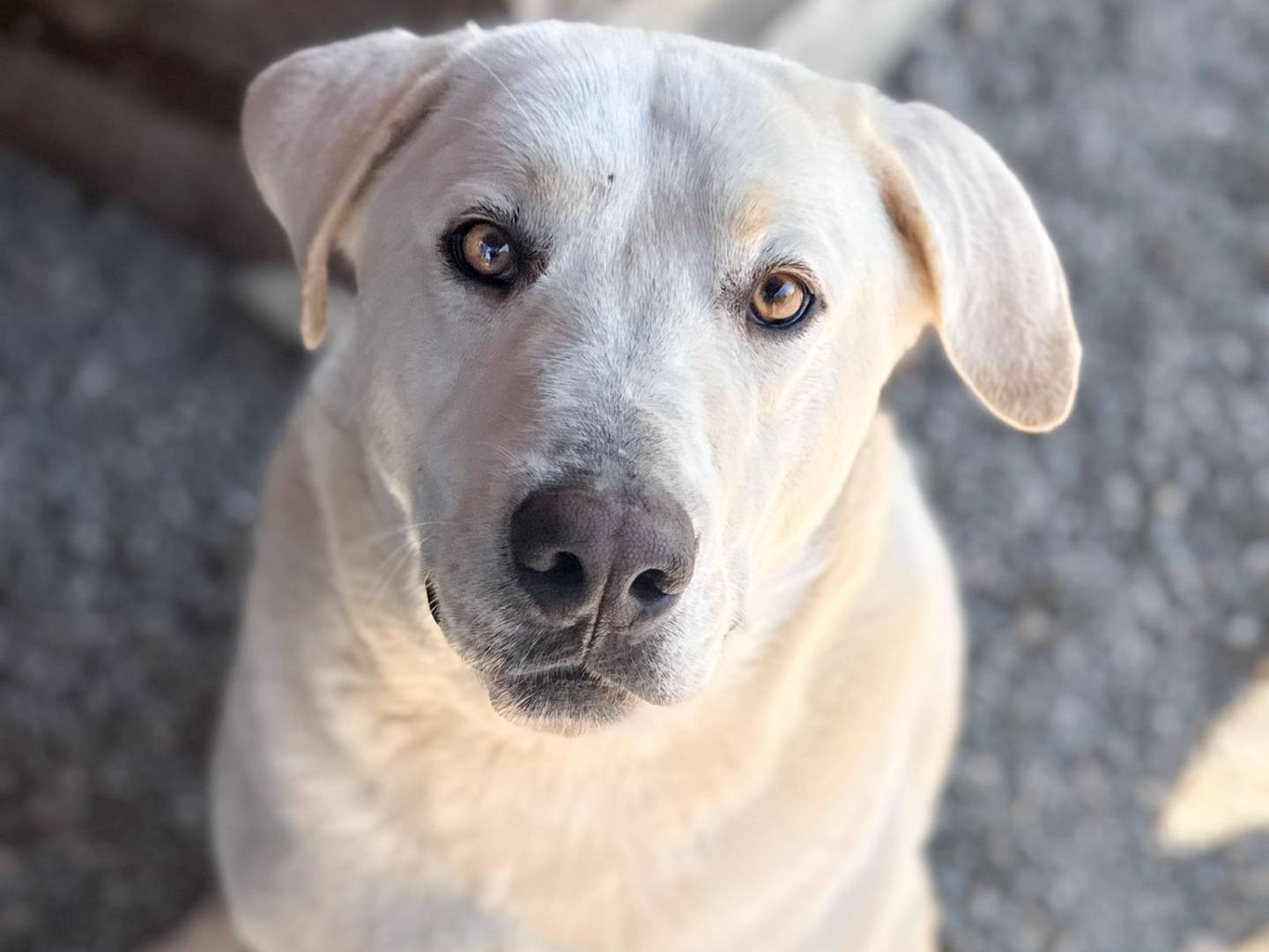 Adozione cane, maschio, Razza sconosciuta Razza sconosciuta, 3 anni e 8 mesi, taglia grande, Crotone
