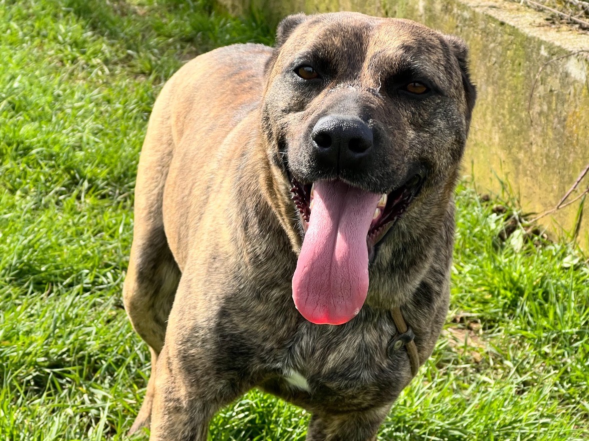 Adozione cane, maschio, Razza sconosciuta Razza sconosciuta, 3 anni e 4 mesi, taglia media contenuta, Frosinone