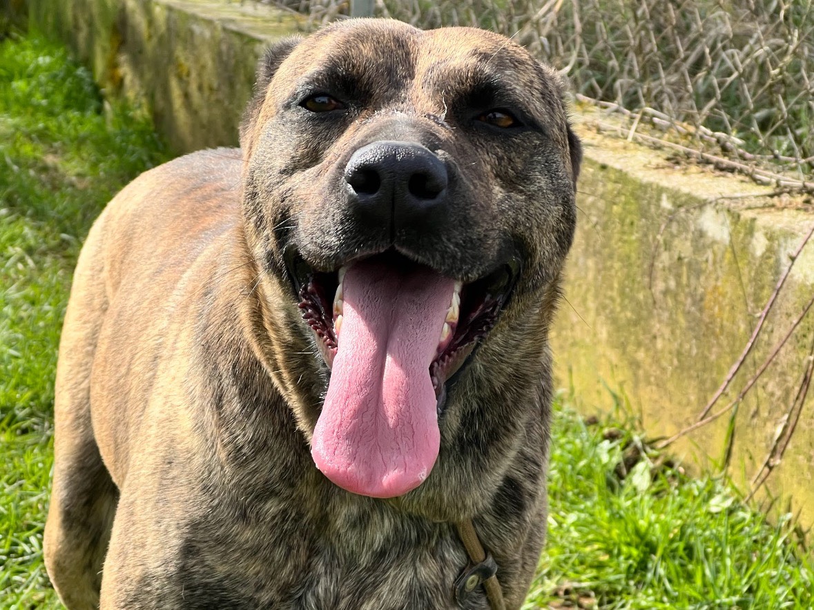 Adotta un cane, maschio, 3 anni e 4 mesi, Frosinone