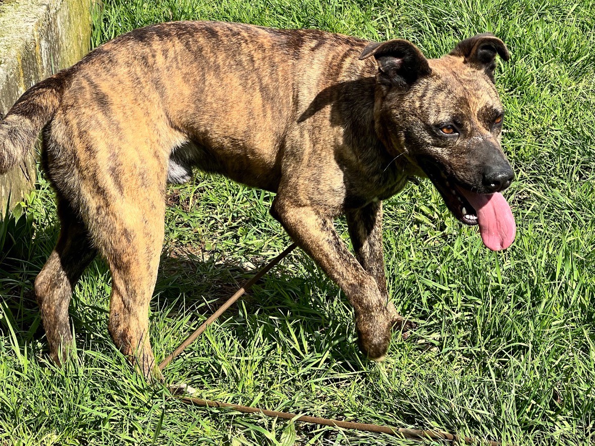 Adotta un cane, taglia media contenuta, maschio, Frosinone