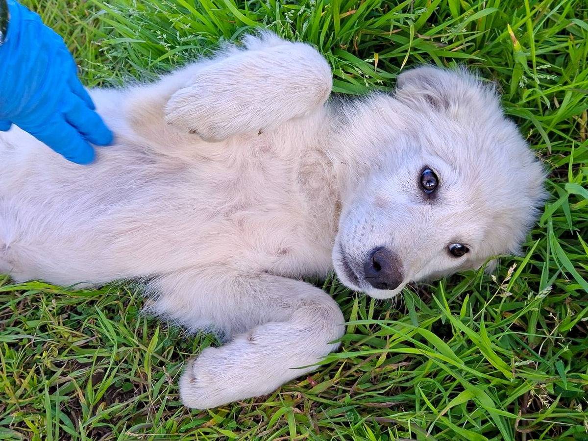 Adozione cane, femmina, Razza sconosciuta Razza sconosciuta, 3 mesi, taglia media, Crotone