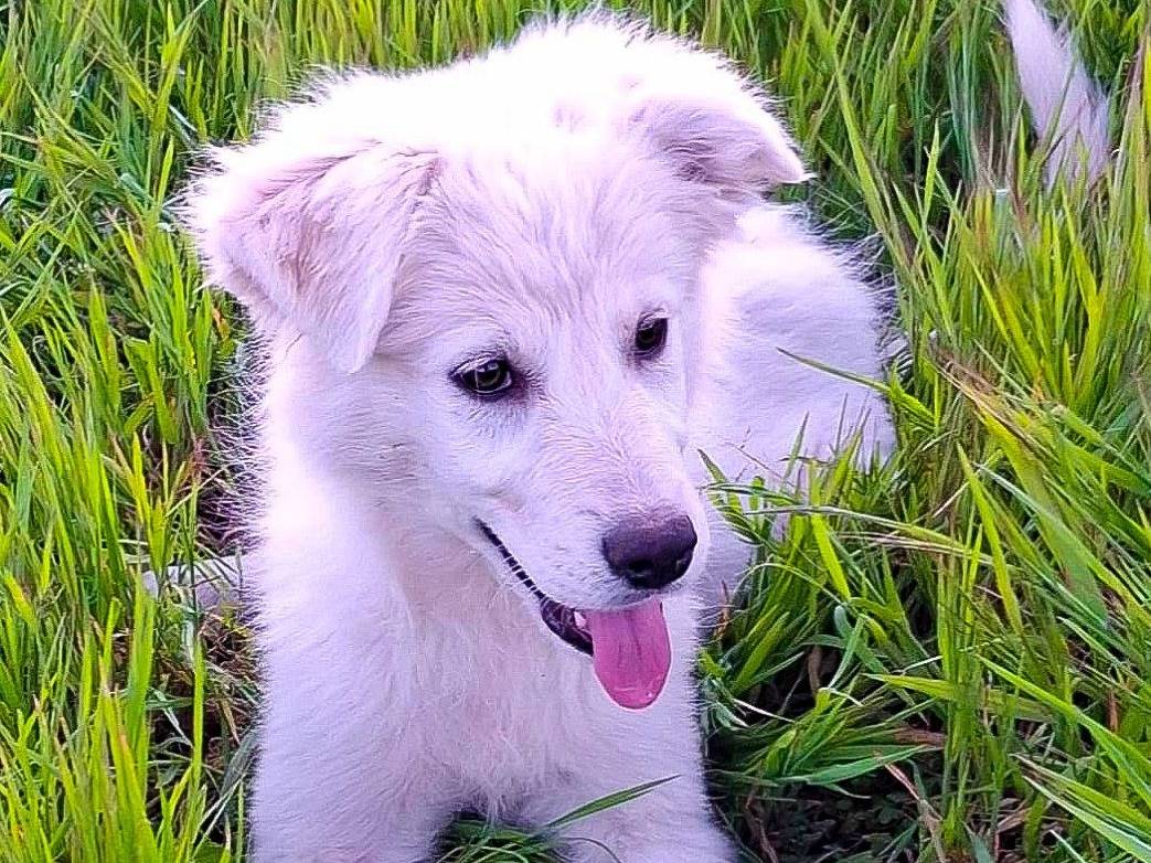 Adotta un cane, femmina, 3 mesi, Crotone