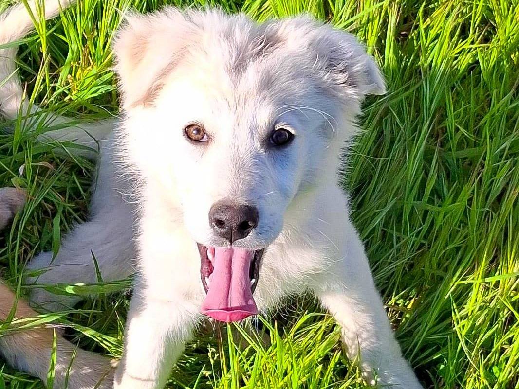 Adotta un cane, taglia media, femmina, Crotone