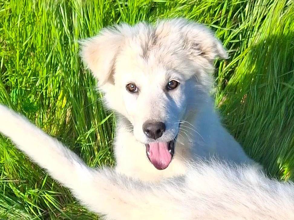 Vuoi adottare un cane a Crotone?