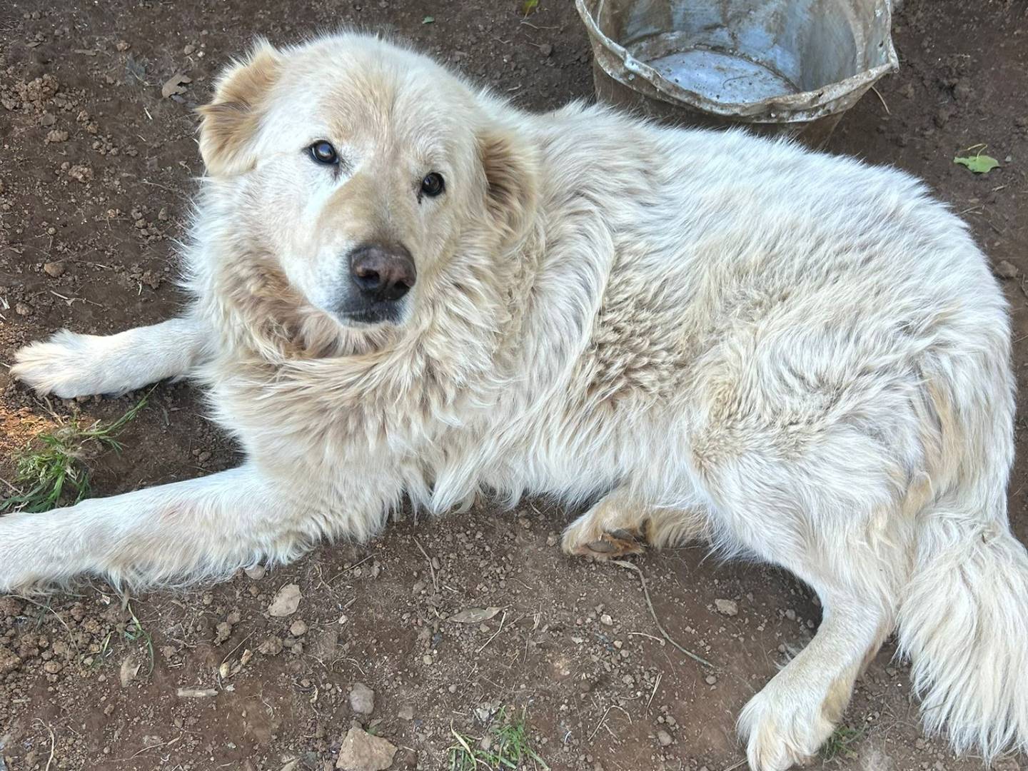 Vuoi adottare un cane a Catanzaro?