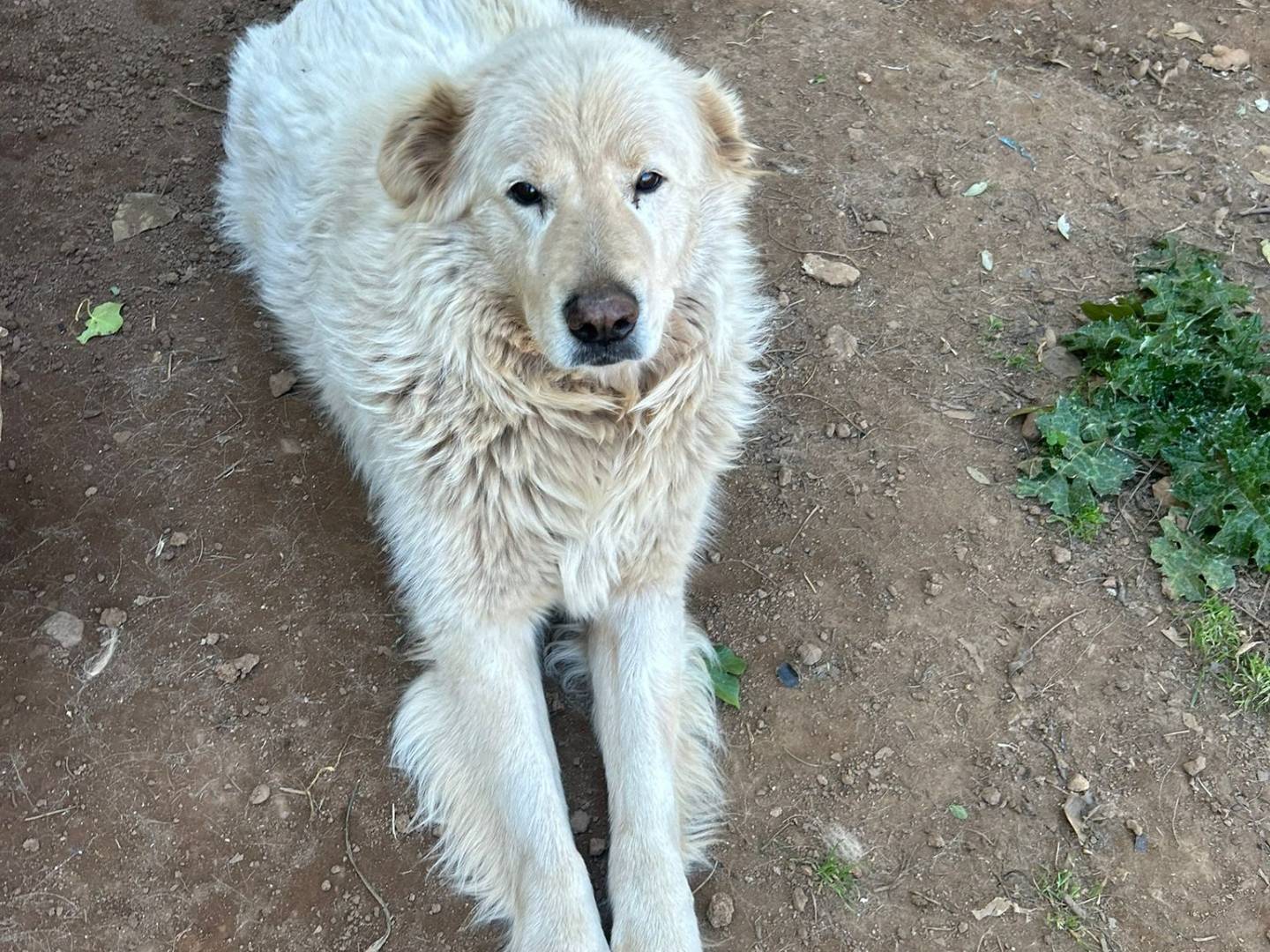Adotta il cane Biancone a Catanzaro