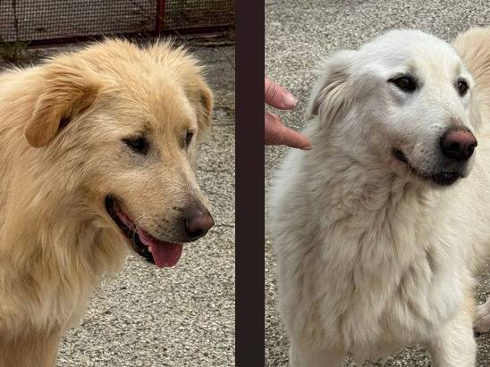 Adozione cane, femmina, Razza sconosciuta Razza sconosciuta, 2 anni e 7 mesi, taglia media, Barletta