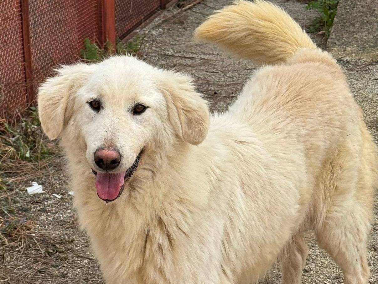 Adotta un cane, femmina, 2 anni e 7 mesi, Barletta