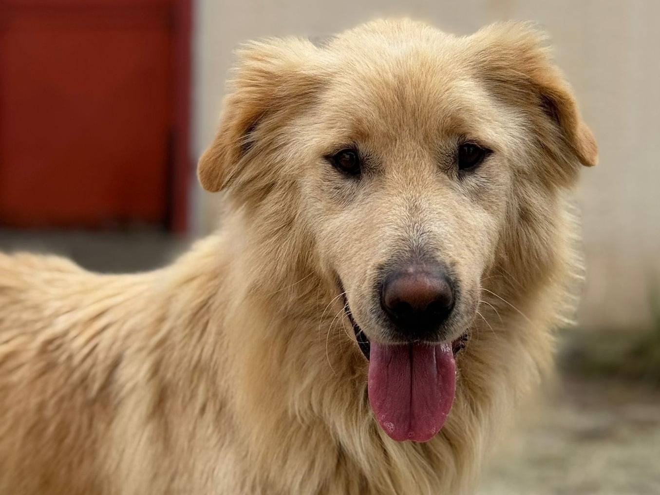 Adotta un cane, taglia media, femmina, Barletta
