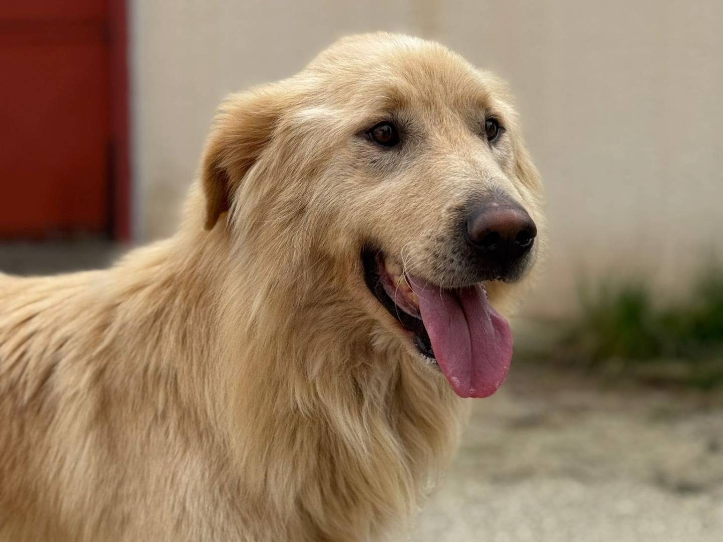 Adotta il cane WhiskyeBianca a Barletta