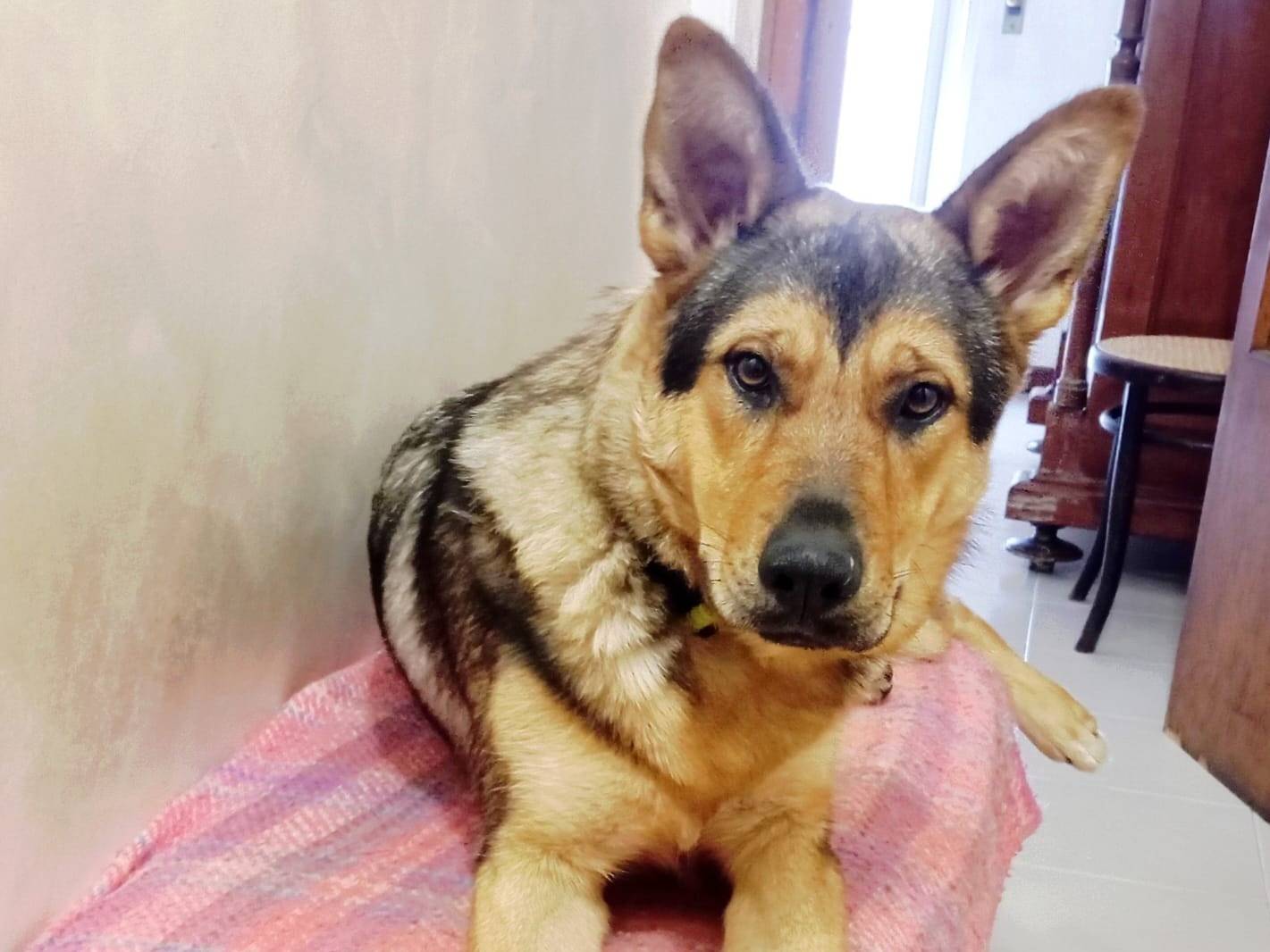 Adozione cane, femmina, Razza sconosciuta Razza sconosciuta, 1 anno e 9 mesi, taglia media, Barletta