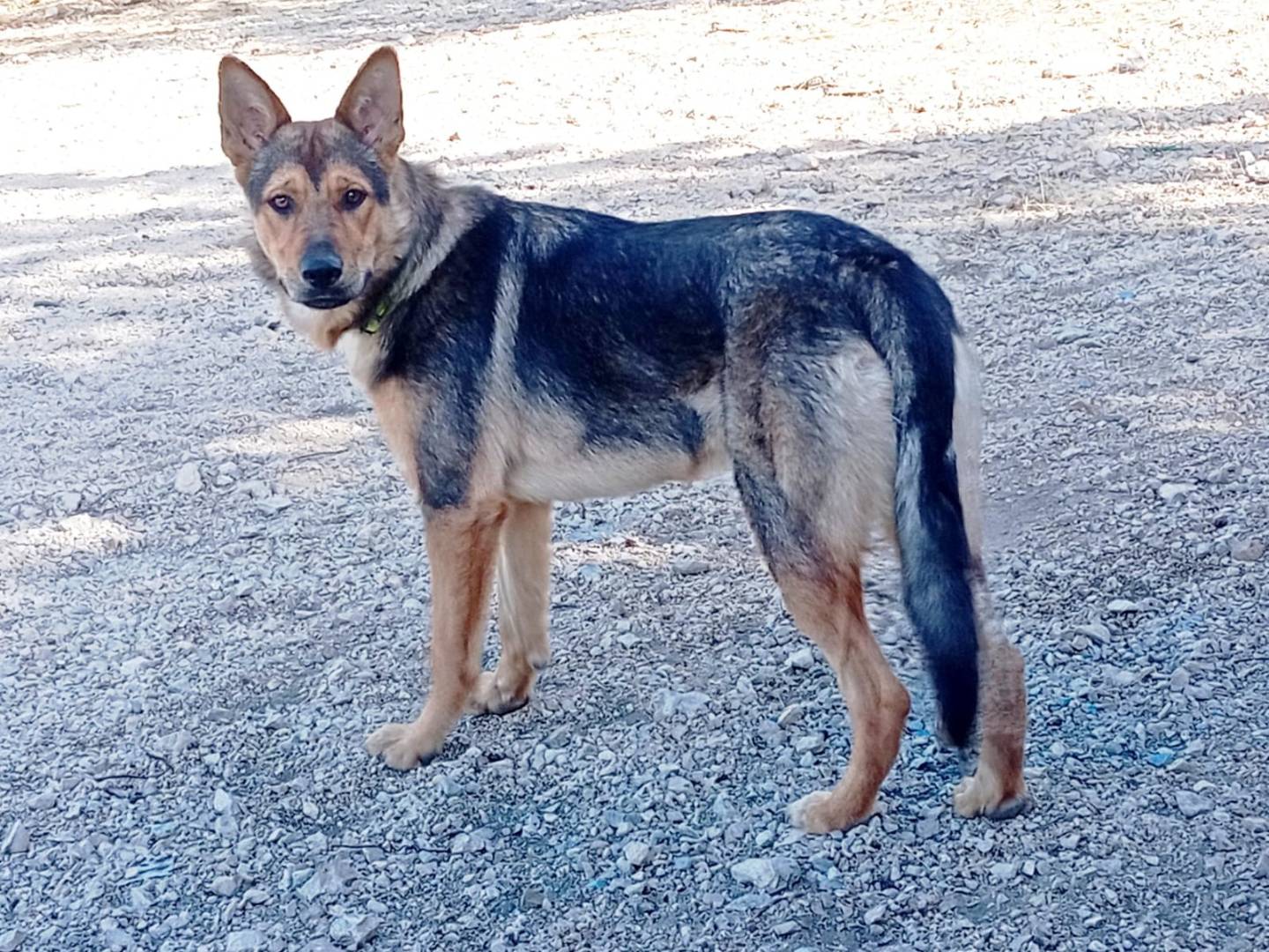 Adotta un cane, femmina, 1 anno e 9 mesi, Barletta