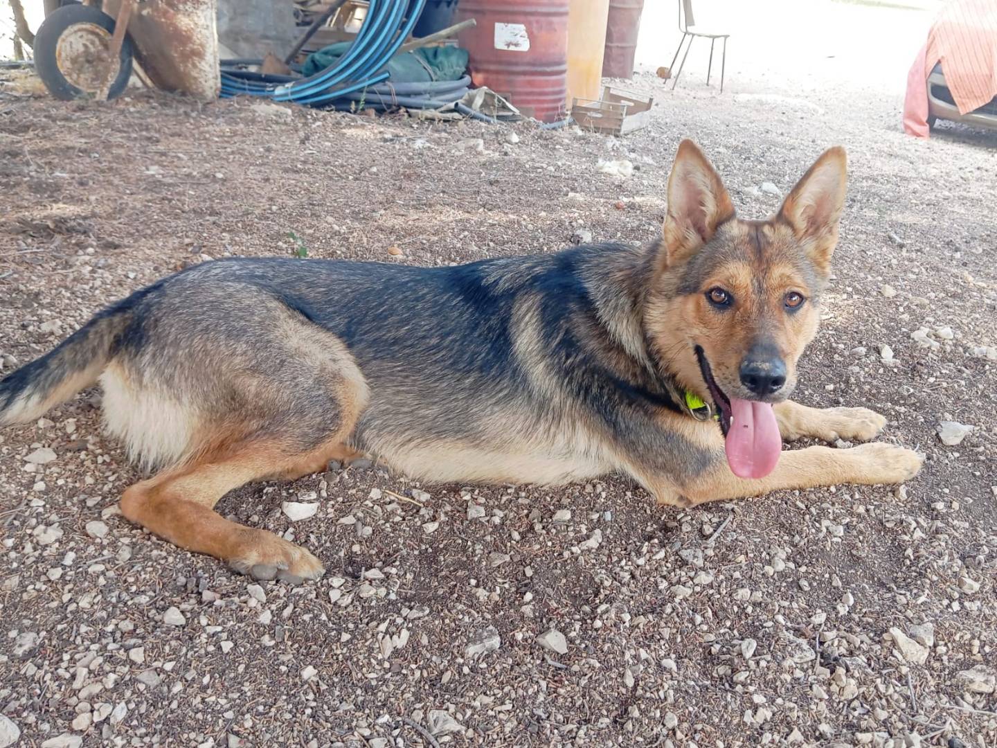 Adotta un cane, taglia media, femmina, Barletta
