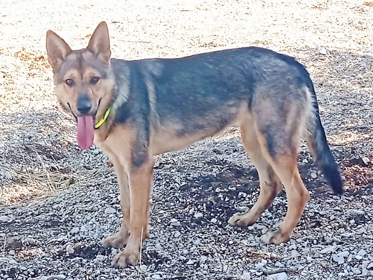 Vuoi adottare un cane a Barletta?