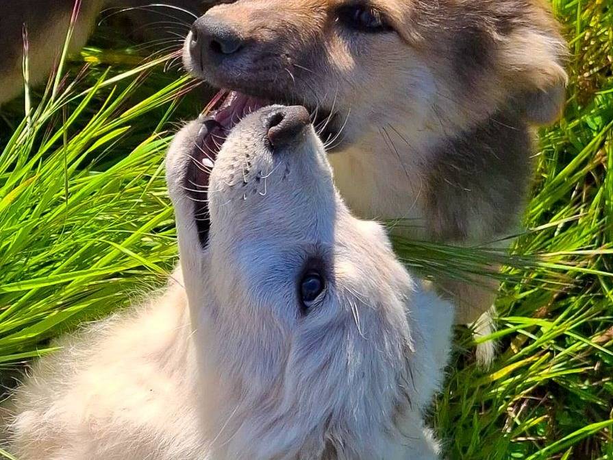 Vuoi adottare un cane a Crotone?