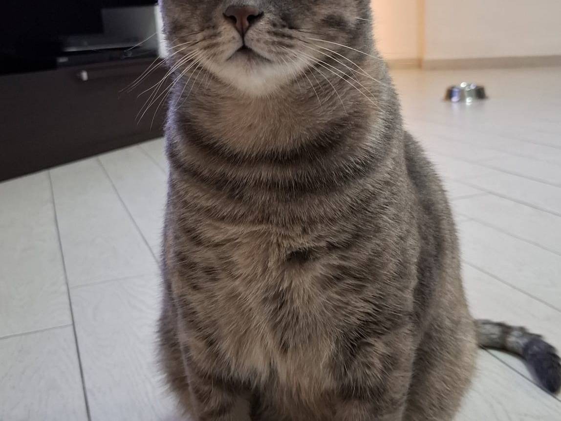 Adozione gatto, femmina, Razza sconosciuta Razza sconosciuta, 1 anno e 7 mesi, taglia non valida, Napoli