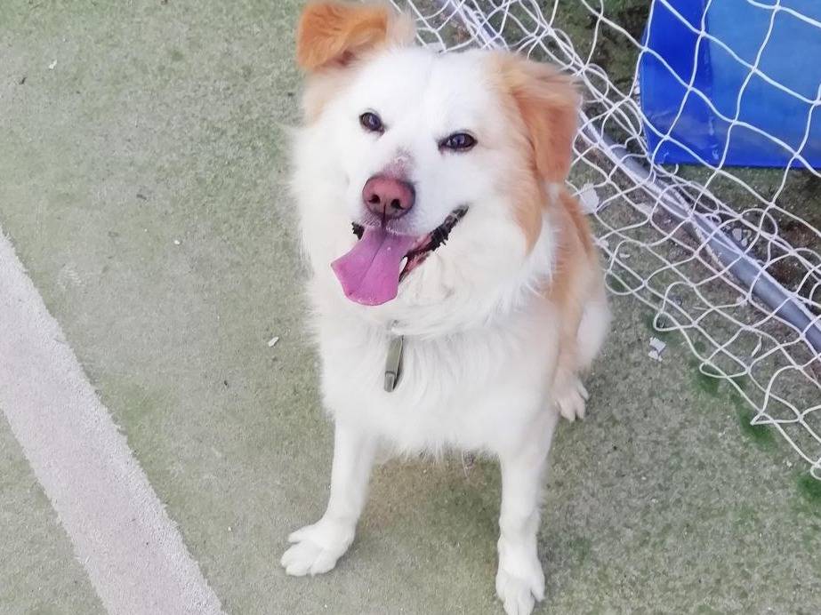 Adozione cane, maschio, Border Collie Razza sconosciuta, 10 anni, taglia media, Vibo