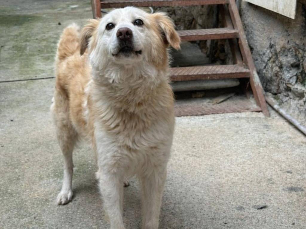 Adotta un cane, maschio, 10 anni, Vibo