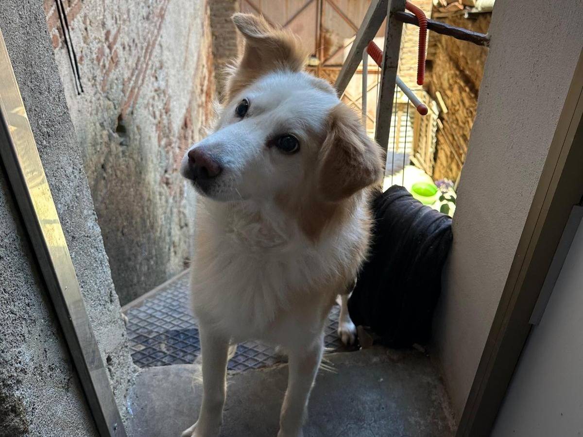 Adotta un cane, taglia media, maschio, Vibo