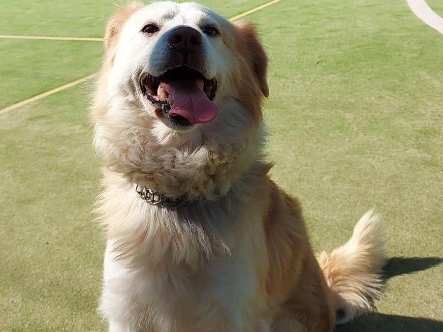 Vuoi adottare un cane a Vibo?