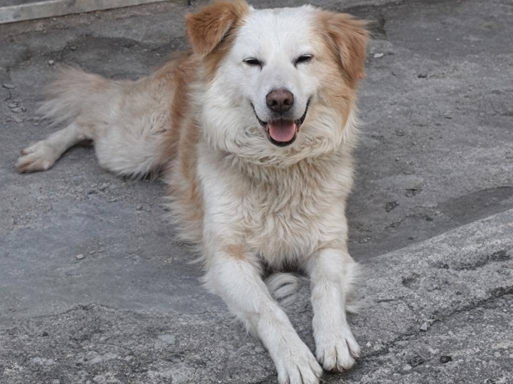 Adotta il cane RUDY  a Vibo