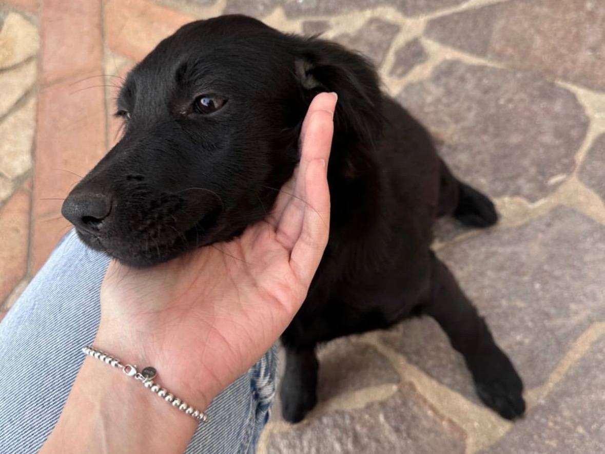 Adozione cane, femmina, Pinscher Razza sconosciuta, 5 mesi, taglia media, Vibo