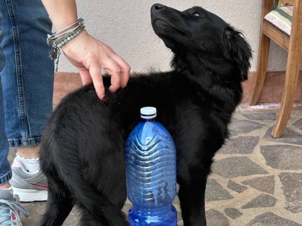 Adotta un cane, femmina, 5 mesi, Vibo