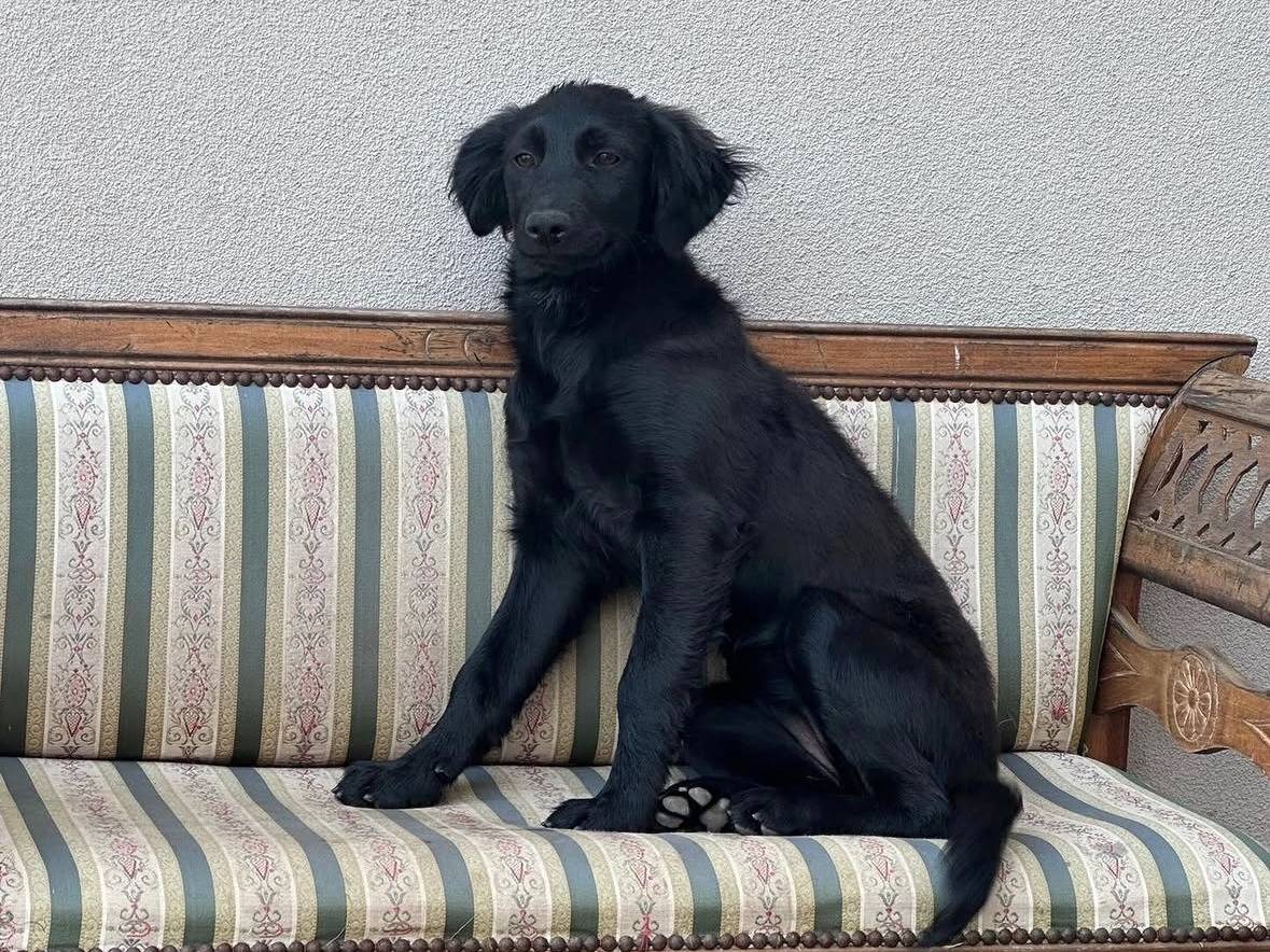 Adotta un cane, taglia media, femmina, Vibo