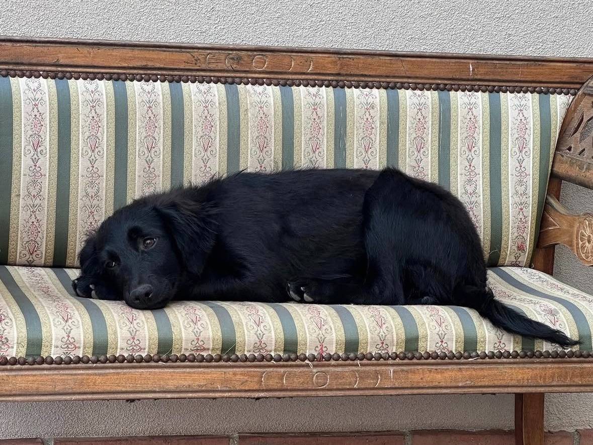 Adotta il cane LOLA a Vibo