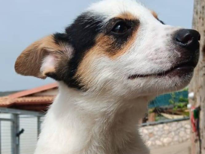 Adozione cane, femmina, Razza sconosciuta Razza sconosciuta, 3 mesi, taglia media contenuta, Latina