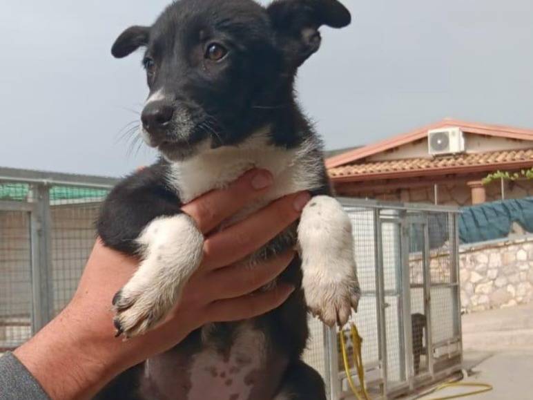 Adotta un cane, femmina, 3 mesi, Latina