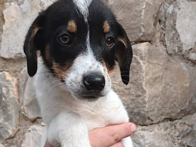 Adotta un cane, taglia media contenuta, femmina, Latina