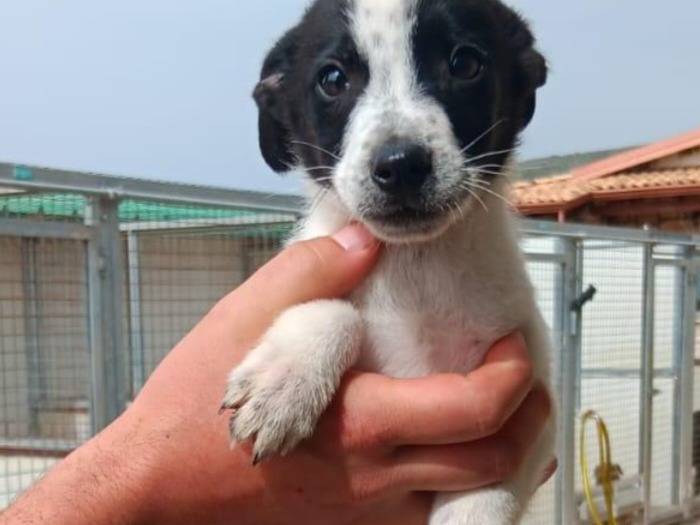 Vuoi adottare un cane a Latina?