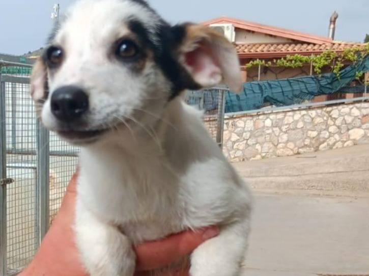 Adotta il cane ARON ARGO NERINA PIPER MOKE a Latina