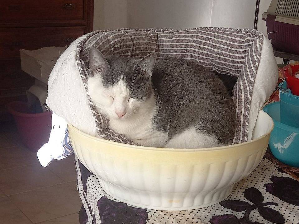 Adotta un gatto, femmina, 4 anni e 10 mesi, Barletta