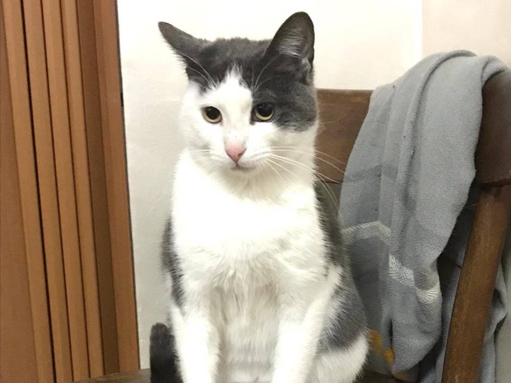 Vuoi adottare un gatto a Barletta?