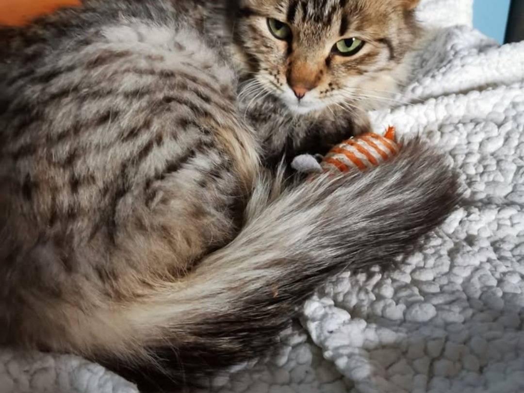 Adozione gatto, femmina, Razza sconosciuta Razza sconosciuta, 8 mesi, taglia non valida, Crotone